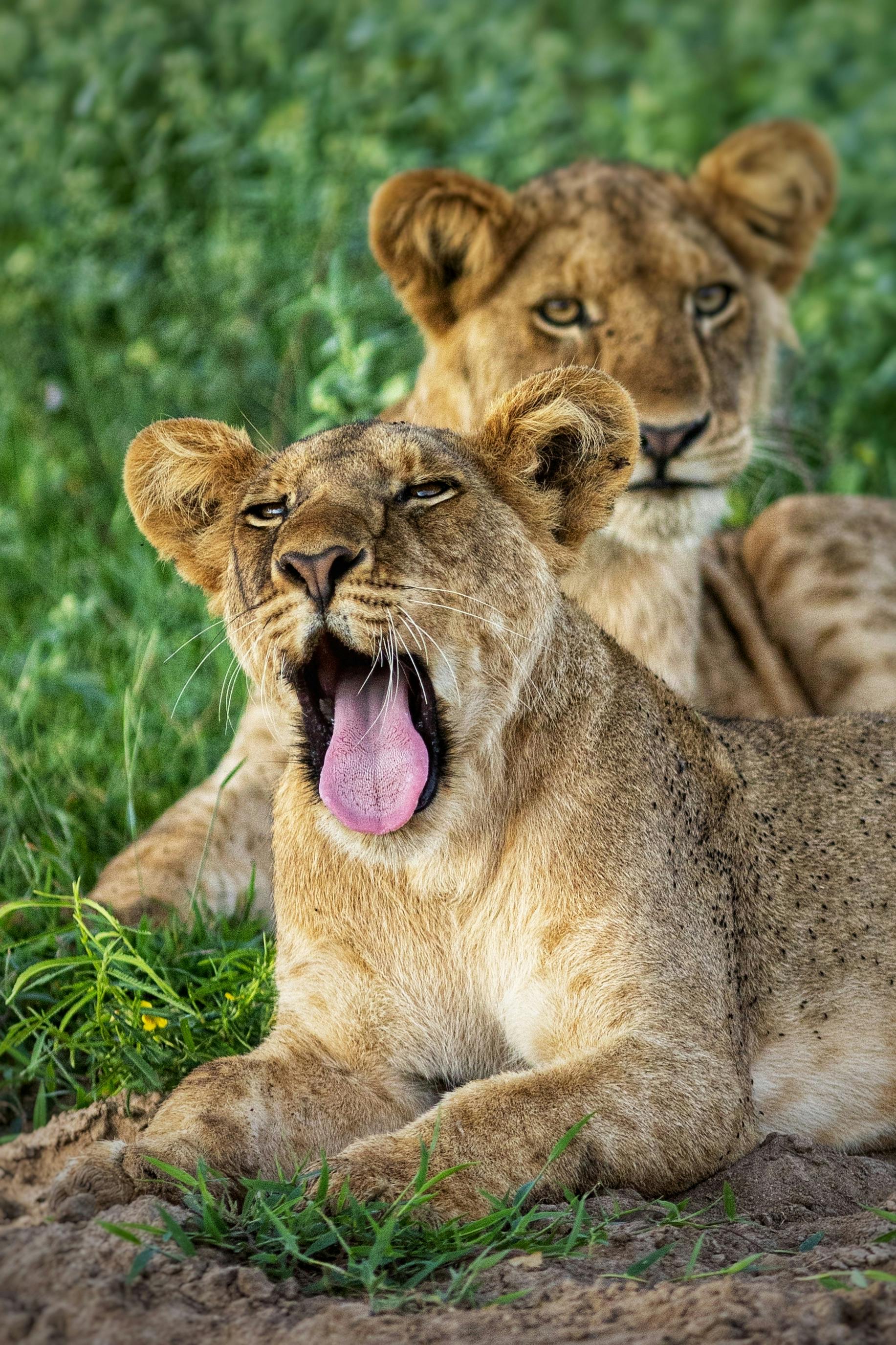 Lion cubs in Uganda
